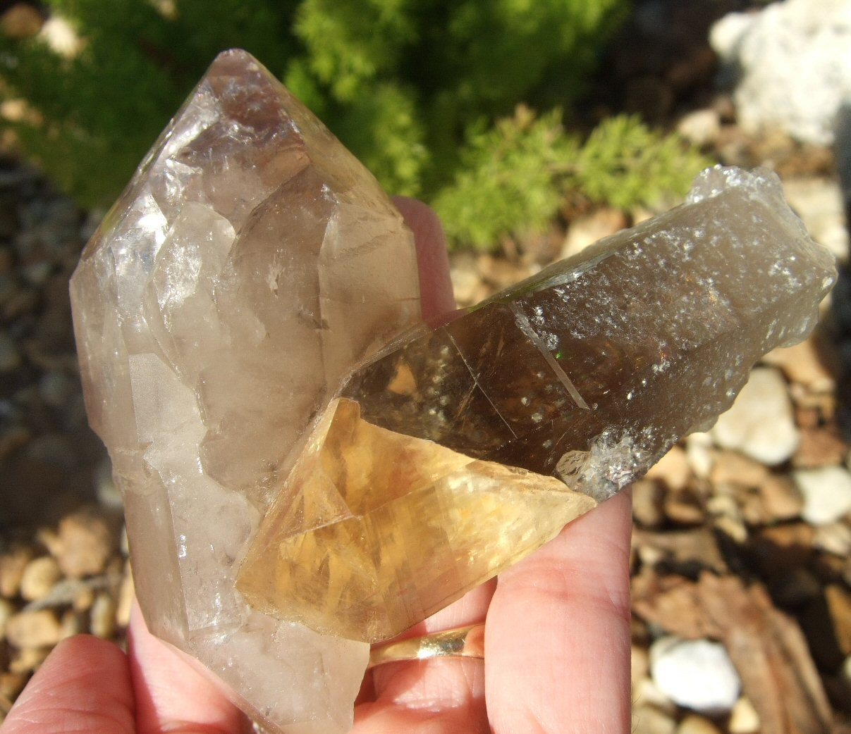 This piece is an amazing feat of geology! Here you see a Double Terminated Penetrator Twin that got fractured during its growth process & self healed while turning into golden citrine only above the fracture! AMAZING & have never seen anything like it! 