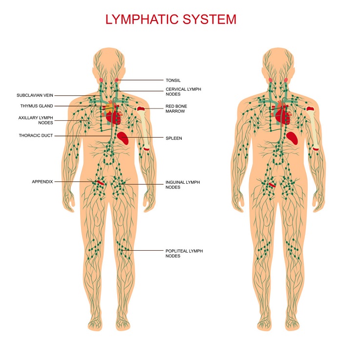 crystals lymphatic system